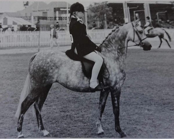 horse Colbeach Mystique (Welsh-Pony (Section B), 1984, from Downland Mandarin)