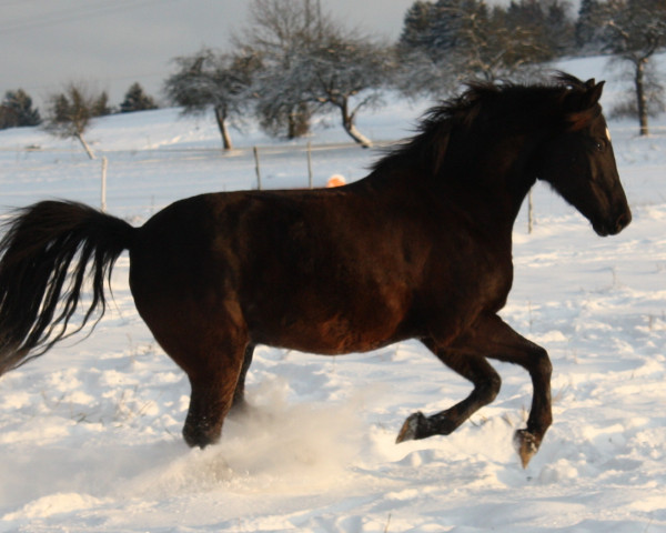 horse Darco de Vinette (German Riding Pony, 2000, from Davignon)