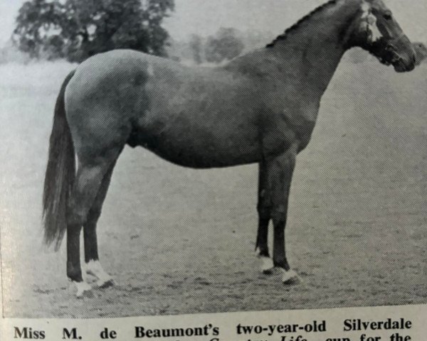 Deckhengst Silverdale Minstrel (British Riding Pony, 1951, von Silverdale Tarragon xx)