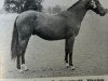 stallion Silverdale Minstrel (British Riding Pony, 1951, from Silverdale Tarragon xx)