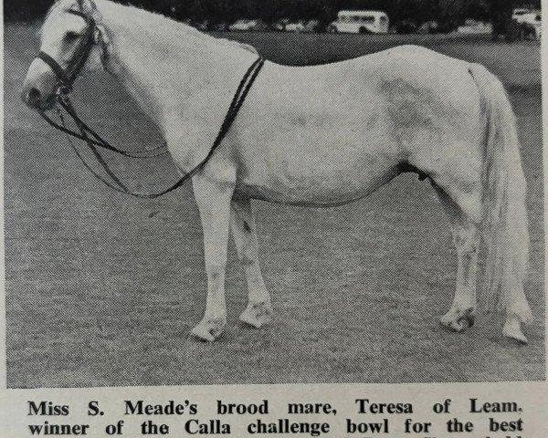 Zuchtstute Teresa of Leam (Connemara-Pony, 1943)