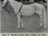 broodmare Teresa of Leam (Connemara Pony, 1943)