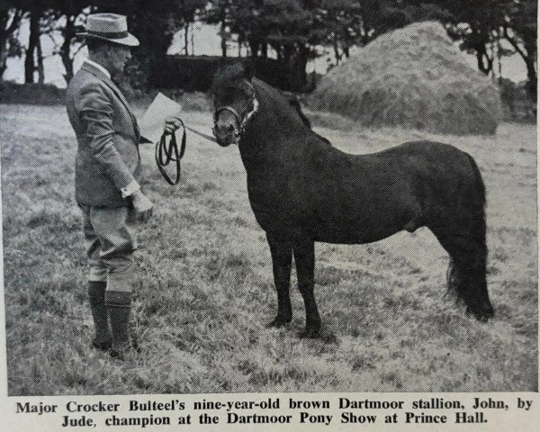 Deckhengst John (Dartmoor-Pony, 1944, von Jude)