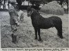 Deckhengst John (Dartmoor-Pony, 1944, von Jude)
