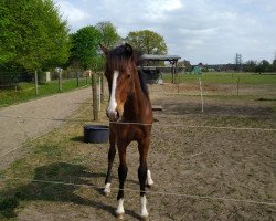 Pferd Levante (Deutsches Reitpferd, 2019, von Habanero CXXV)