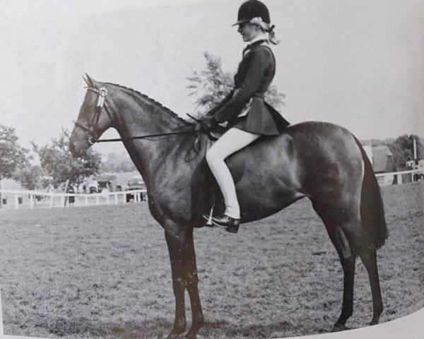 Pferd Langshot Tittle Tattle (British Riding Pony, 1986, von Glenfield Hill Cottage)