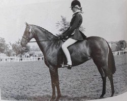 horse Langshot Tittle Tattle (British Riding Pony, 1986, from Glenfield Hill Cottage)