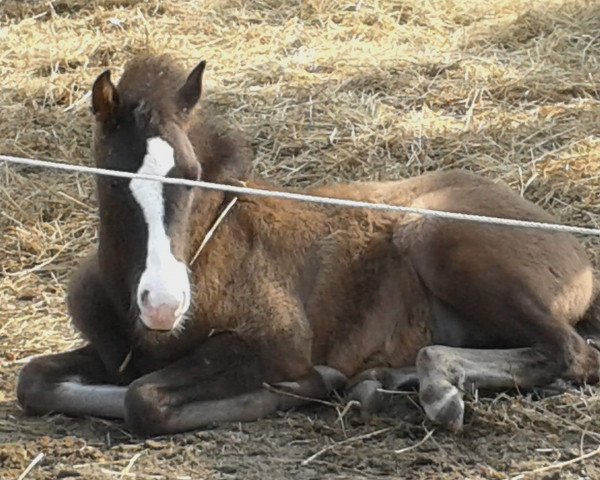 horse Evento (Pura Raza Espanola (PRE), 2014, from Enhamorado)