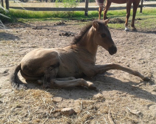 Pferd Bailadora (Pura Raza Espanola (PRE), 2016, von Enhamorado)