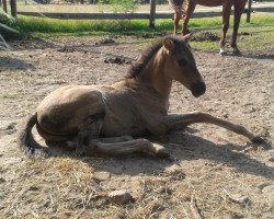 horse Bailadora (Pura Raza Espanola (PRE), 2016, from Enhamorado)