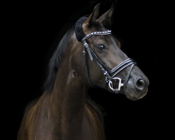 dressage horse Belle Petite Amie (Oldenburg, 2012, from Bretton Woods)