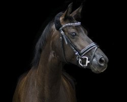 dressage horse Belle Petite Amie (Oldenburg, 2012, from Bretton Woods)