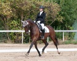 dressage horse Diva Valentina (Zweibrücken, 2008, from Diamond Hit)