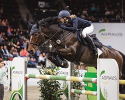 Springpferd Quickstep WL (Dänisches Warmblut, 2012, von Quintender 2)