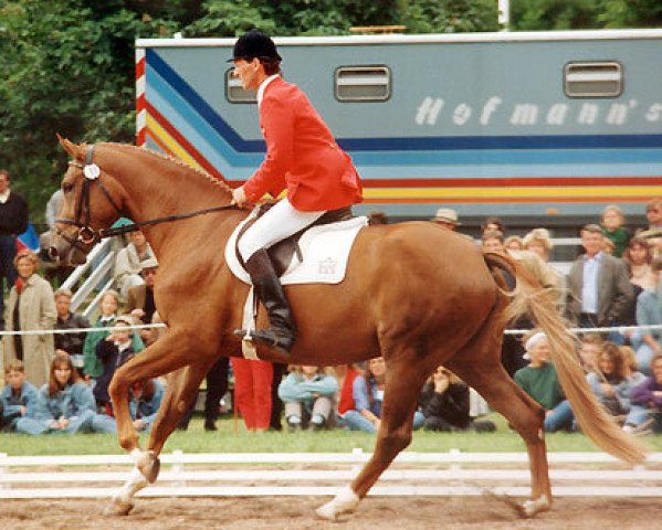 broodmare Cinderella (Zweibrücken, 1989, from Cavalier)