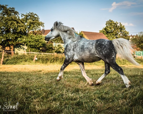 dressage horse My Twilight Sparkle (Welsh mountain pony (SEK.A), 2018, from Penboeth Axle)