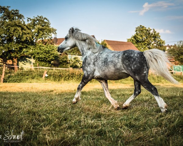 Dressurpferd My Twilight Sparkle (Welsh Mountain Pony (Sek.A), 2018, von Penboeth Axle)