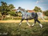 dressage horse My Twilight Sparkle (Welsh mountain pony (SEK.A), 2018, from Penboeth Axle)