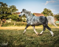 dressage horse My Twilight Sparkle (Welsh mountain pony (SEK.A), 2018, from Penboeth Axle)