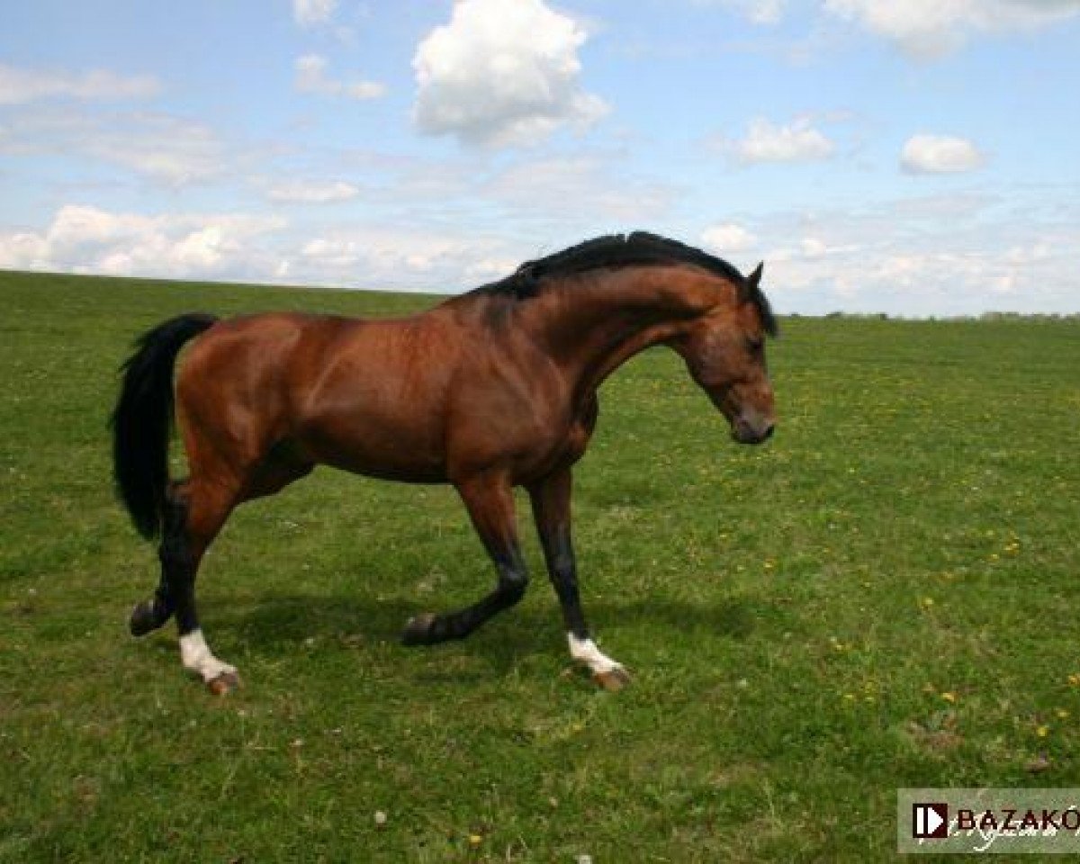 stallion Landcordek (Sachse, 1998, from Lavall I)