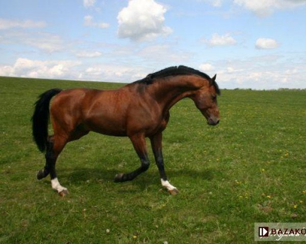 stallion Landcordek (Sachse, 1998, from Lavall I)