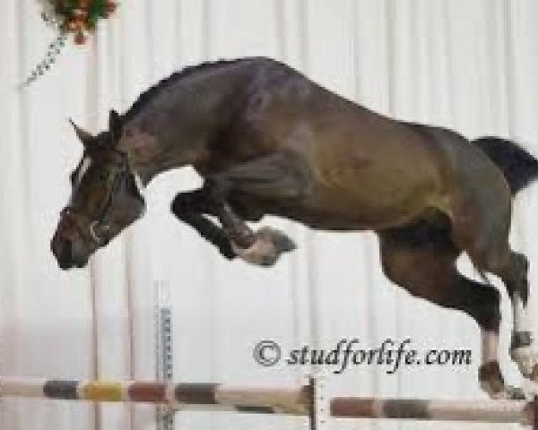 stallion Chai D (Belgian Warmblood, 2002, from Toulon)