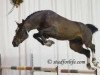 stallion Chai D (Belgian Warmblood, 2002, from Toulon)