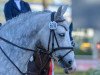 jumper Grove Lisanna (Connemara Pony, 2016, from Lishaan Squire)