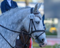 Springpferd Grove Lisanna (Connemara-Pony, 2016, von Lishaan Squire)