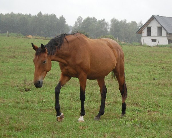 Zuchtstute Joli-WM (Deutsches Sportpferd, 2014, von Czarownik xx)