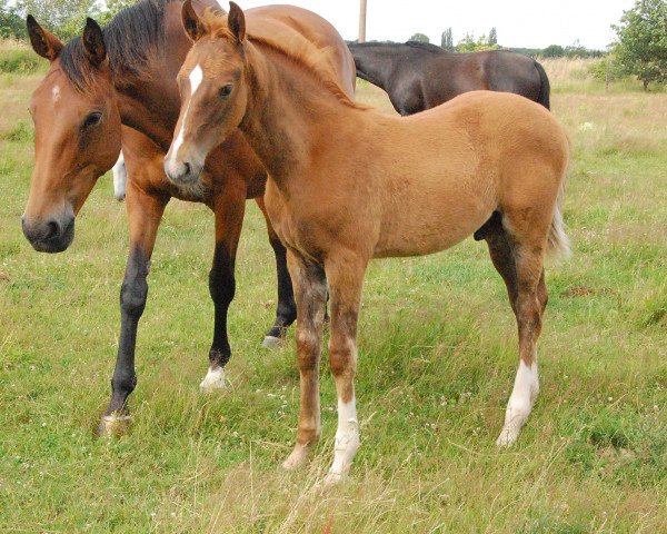 jumper Jolson II-WM (Polish Warmblood, 2023, from Courtier)