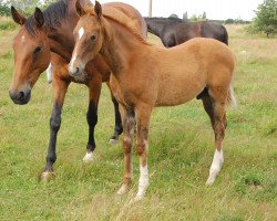 Springpferd Jolson II-WM (Polnisches Warmblut, 2023, von Courtier)