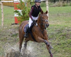 broodmare Ballade E (German Riding Pony, 2012, from Cyranno WE)