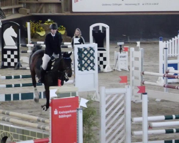 Reitturnier Weil der Stadt 2024