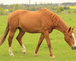 Zuchtstute Linares (Deutsches Sportpferd, 2006, von Sanssouci)