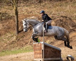 dressage horse Jacques Chirac (Hanoverian, 2010, from Weltmeyer)