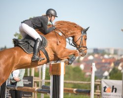 Springpferd Mai Commanderos (Deutsches Sportpferd, 2016, von Chacoon Blue)