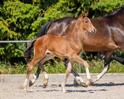 dressage horse Feldstern (Trakehner, 2023, from Freiherr von Stein)