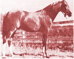 stallion Aulani ox (Arabian thoroughbred, 1940, from Rifnas ox)