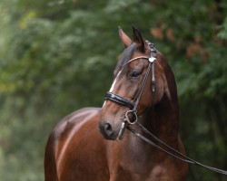 dressage horse Darina 161 (Oldenburg, 2009, from Davis Cup)