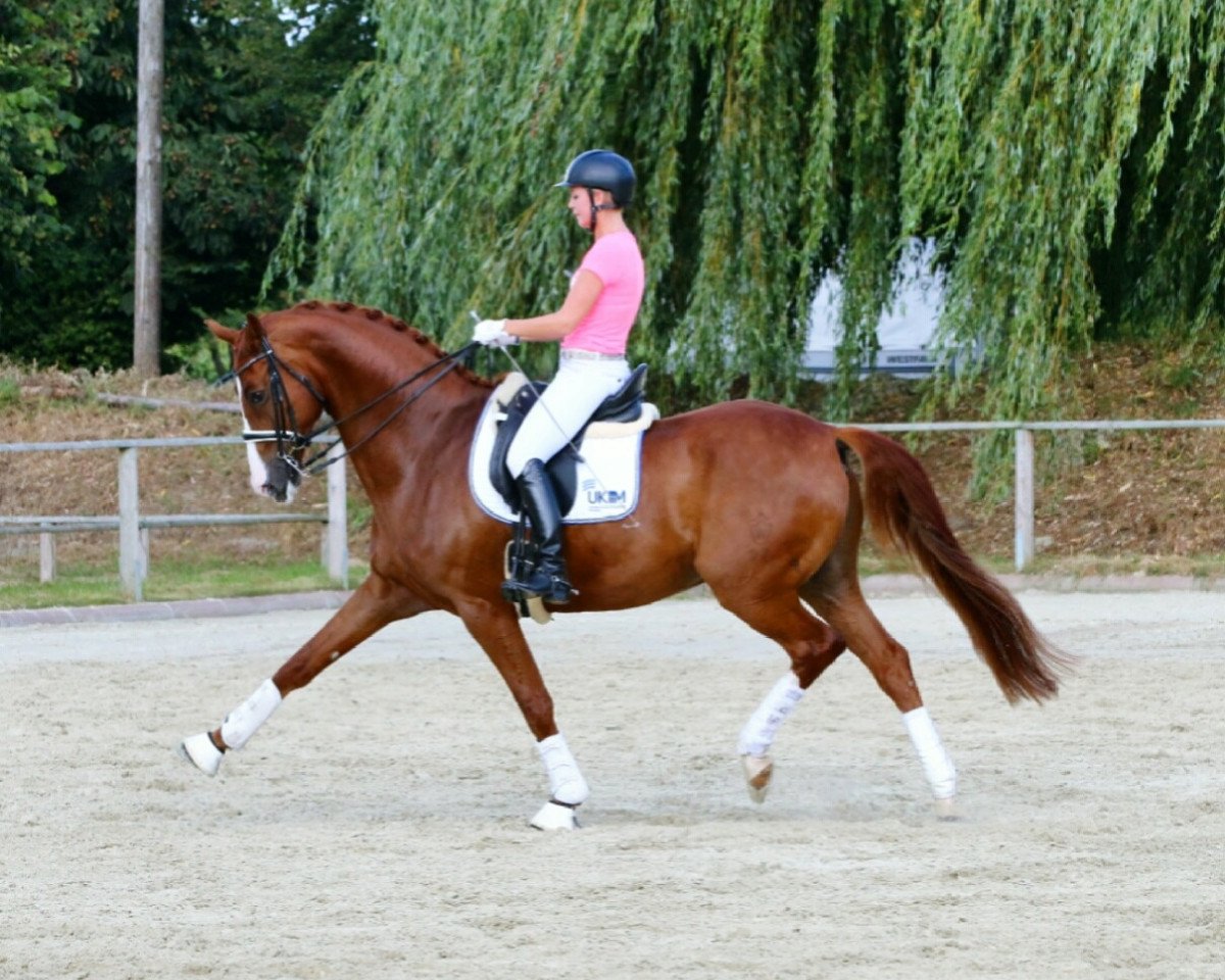 dressage horse Rubinio 54 (Westphalian, 2007, from Riccio)
