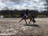 dressage horse Caisertanz (German Riding Pony, 2016, from Caribian Dance)