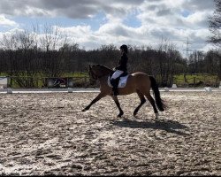 dressage horse Caisertanz (German Riding Pony, 2016, from Caribian Dance)