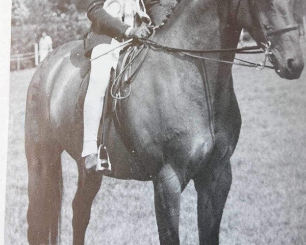 horse Centurion Minuet (British Riding Pony, 1980, from Twylands Troubadour)