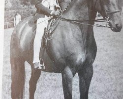 Pferd Centurion Minuet (British Riding Pony, 1980, von Twylands Troubadour)