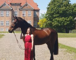 jumper Cupido 120 (KWPN (Royal Dutch Sporthorse), 2007, from Ad Unaniem)