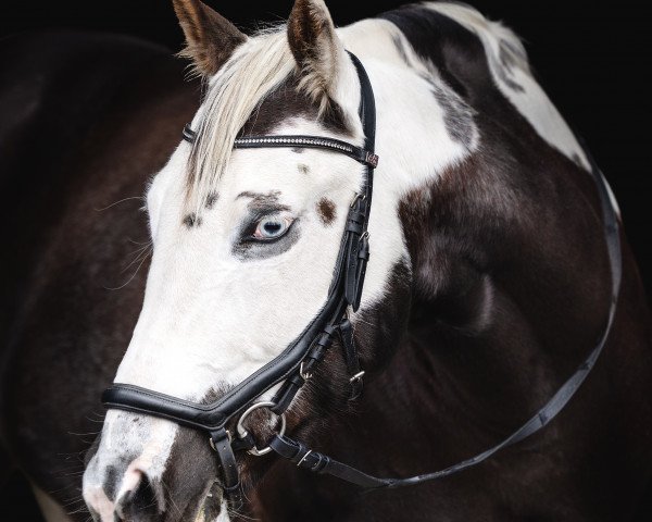 jumper Smart Smokin Magnolia (Paint Horse, 2016, from DK Dancing Boys Jax)