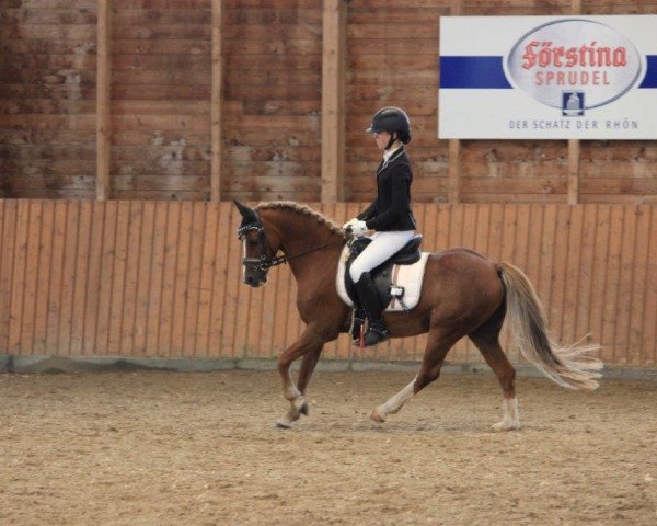 dressage horse Rigoletto 206 (Welsh-Pony (Section B), 2002, from Rebello)