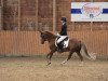 dressage horse Rigoletto 206 (Welsh-Pony (Section B), 2002, from Rebello)