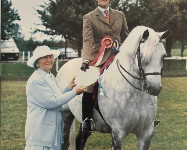 Dressurpferd Sydserff Fingal (Connemara-Pony, 1983, von Kirtling Brigadoon)